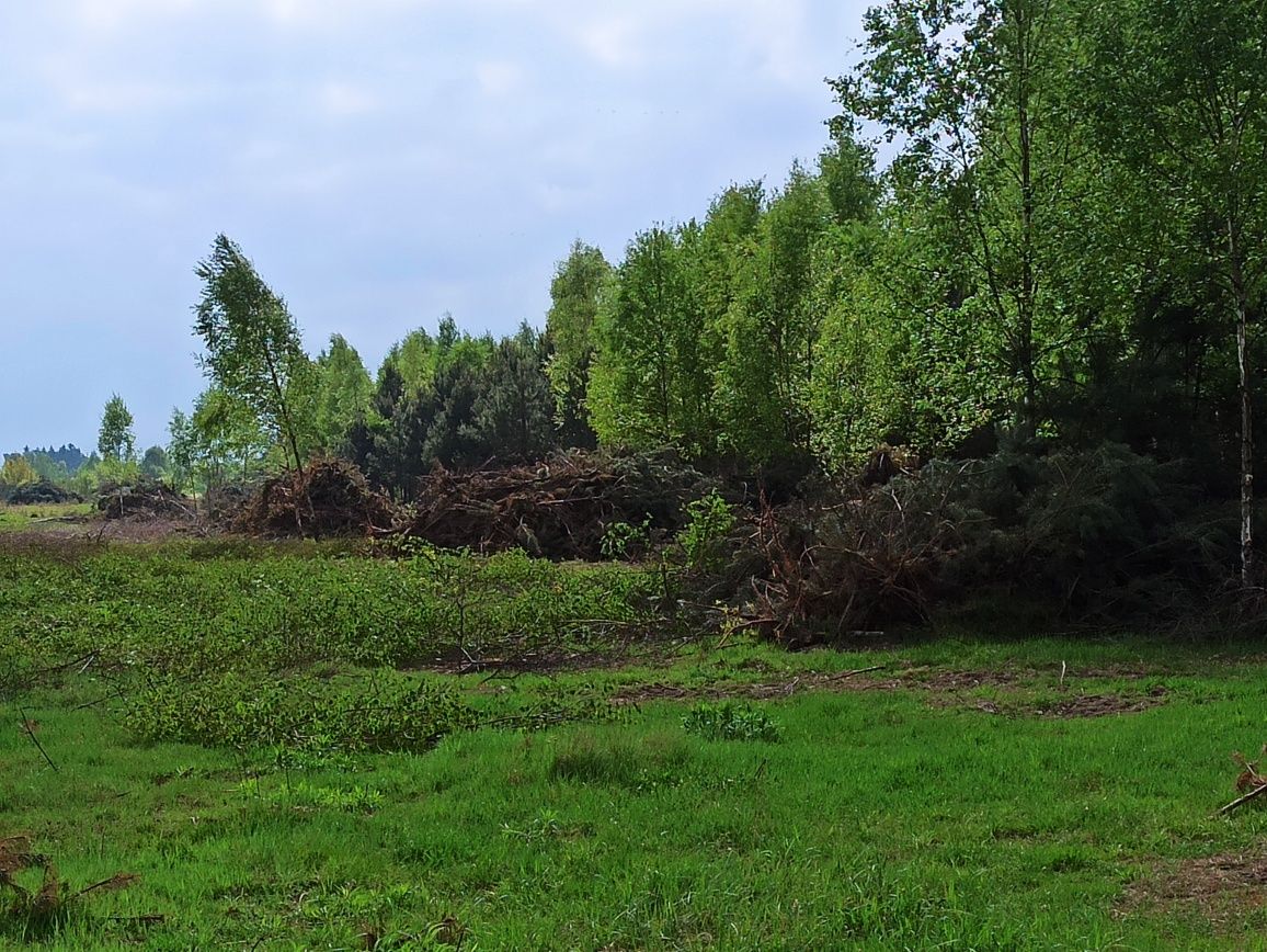 Oddam za darmo drzewo, samosiejki, gałęzie,Sosna, Brzoza