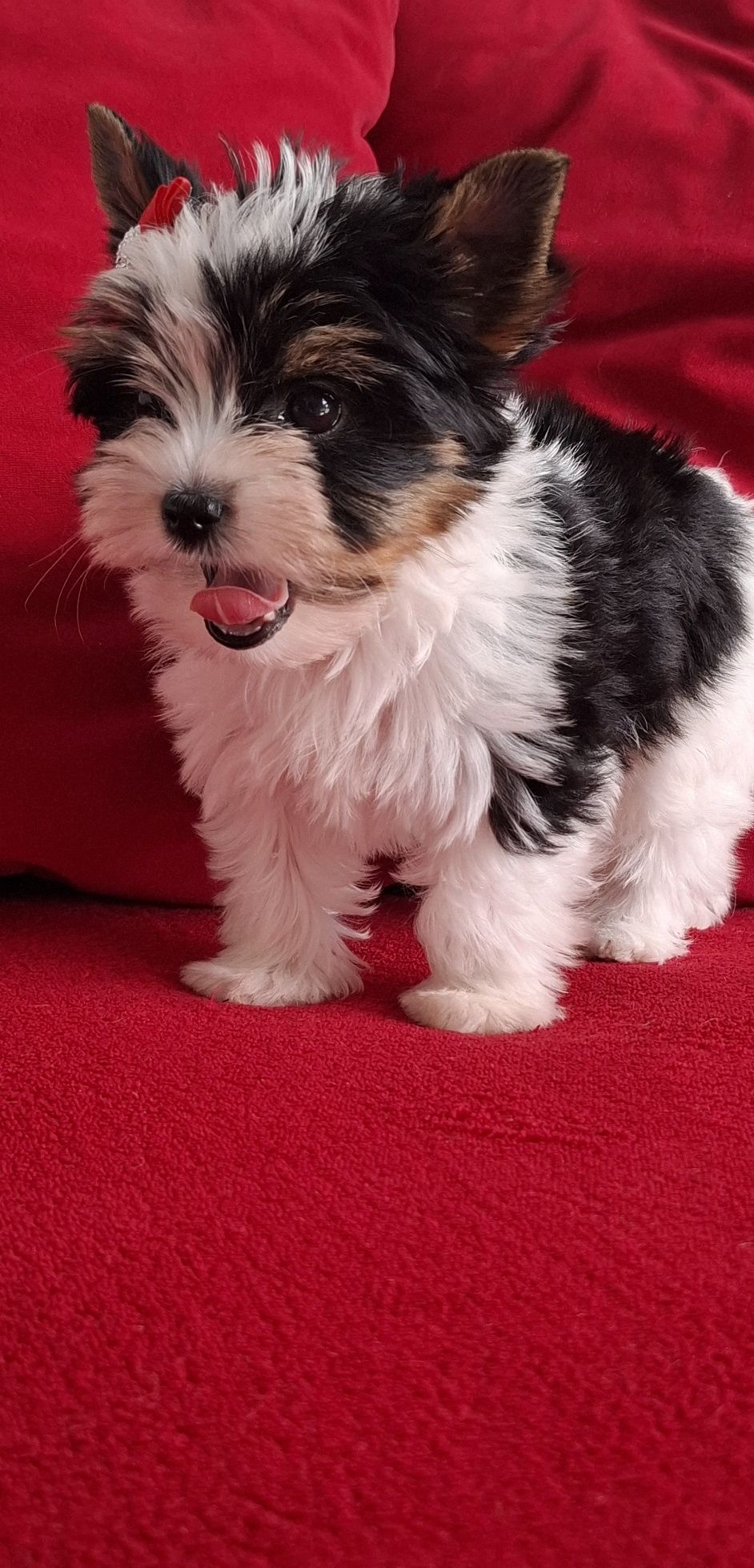 Biewer Yorkshire Terrier suczka rodowod 4 pok. Zhpr Uci