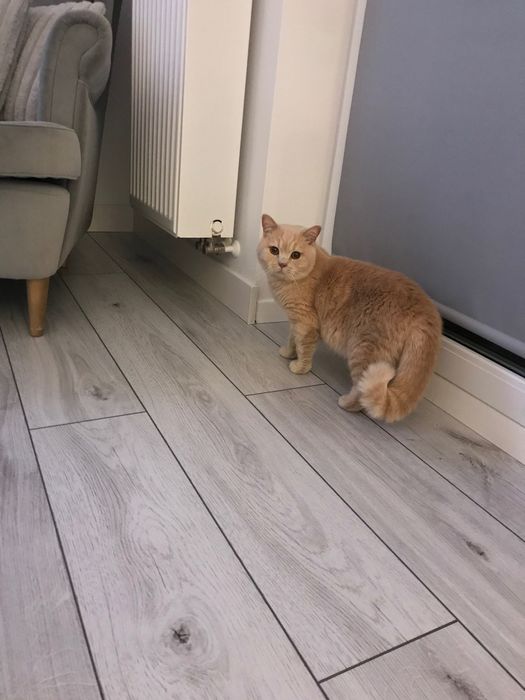 Kotka brytyjska szuka nowego domu!