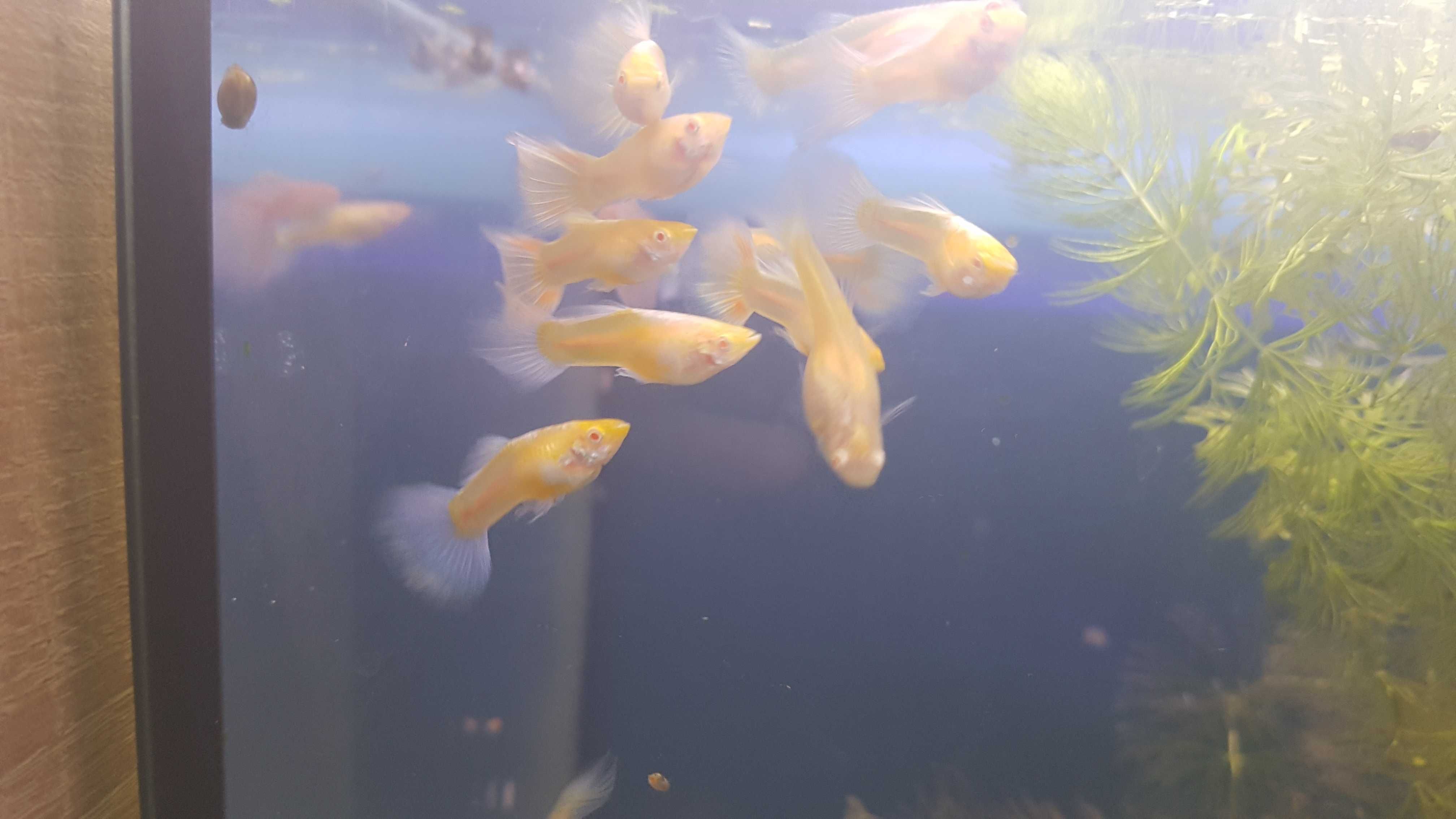 guppy albino  topaz