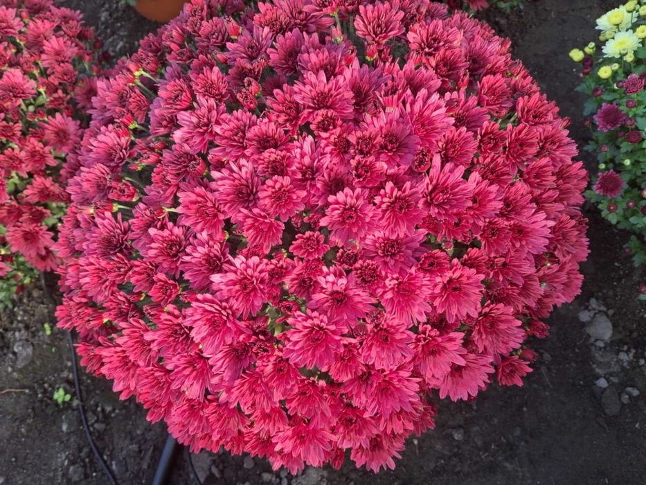 Chryzantemy drobnokwiatowe, wielkokwiatowe, jedno i 3 kolorowe