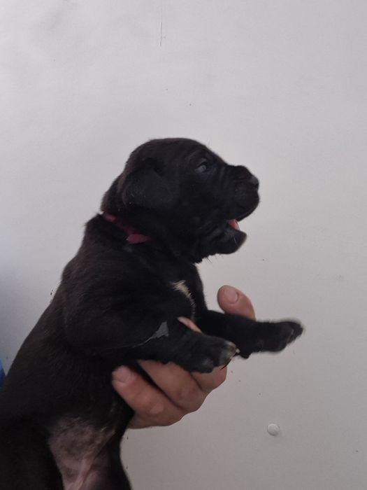 Czarny Szczeniak Cane Corso szczeniaczek mocni rodzice, rodowód