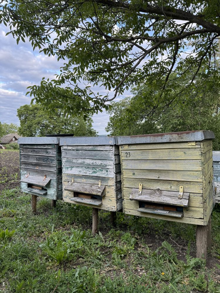 Бджолопакети, бджолосімʼї та вулики терміново