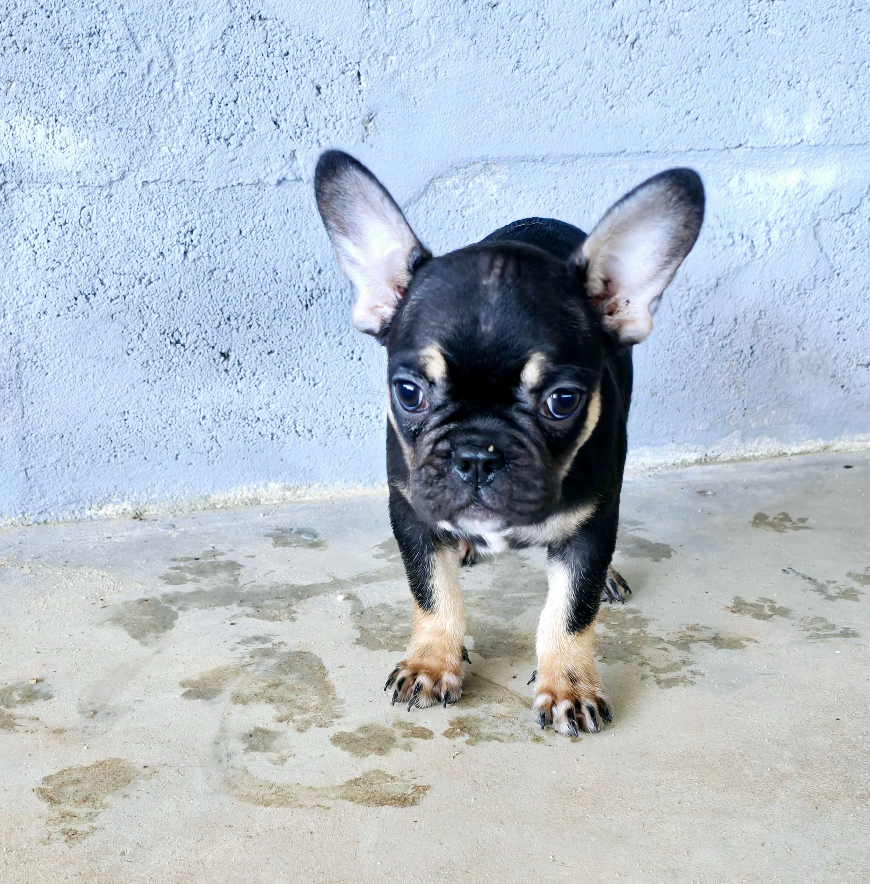 Bulldog francês Fêmea cor Black And Tan