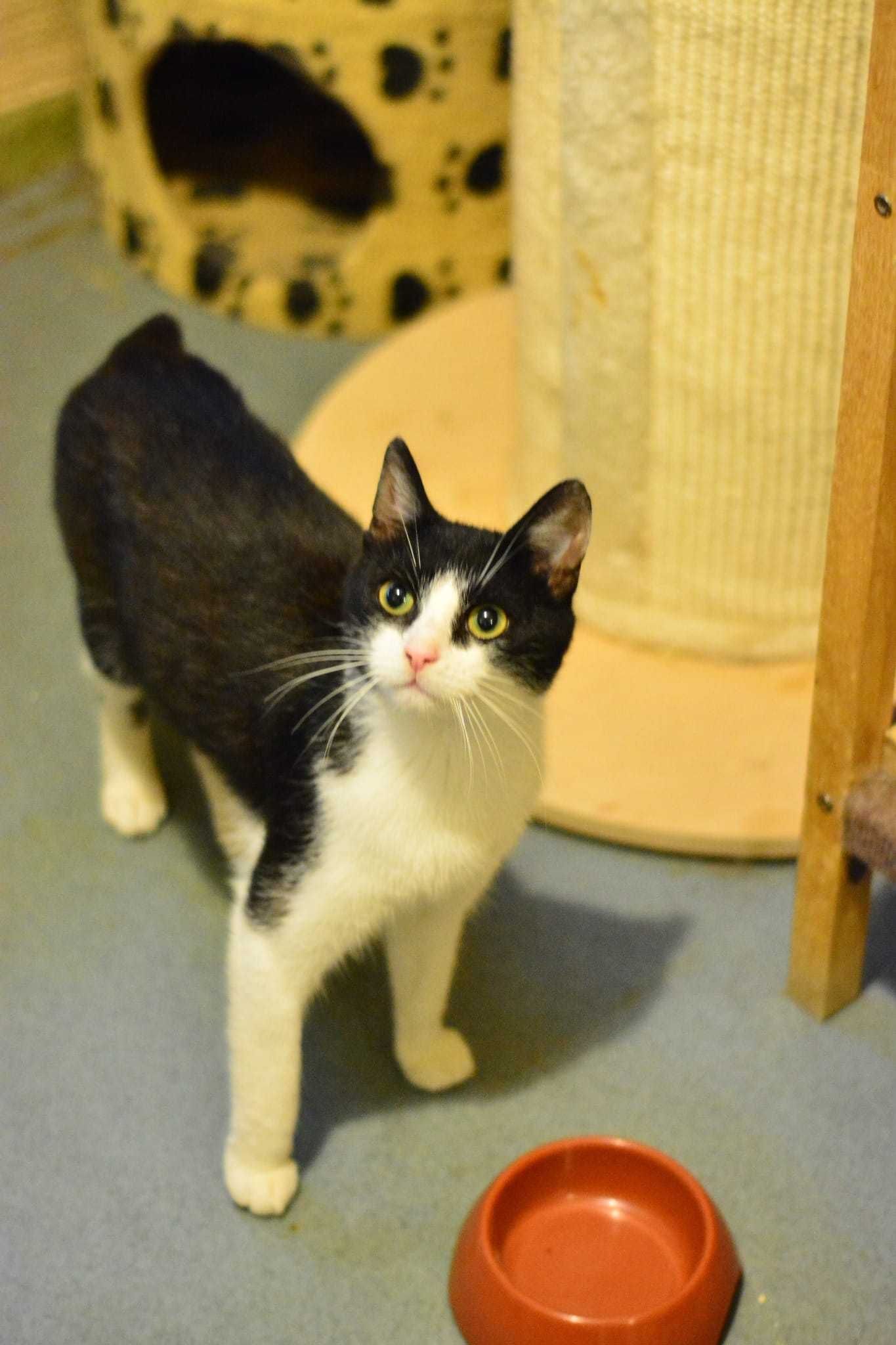 Gryfek ok 1,5 r. wyjatkowy kocurek czeka na adopcję KoTylion