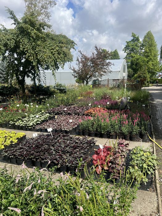 Trawy ozdobne, Miskant, Rozplenica, Hakonechloa