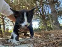 Gatinho bebe p/ adoção