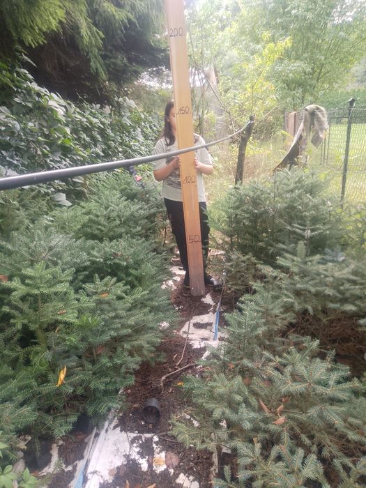 Jodła koreańska,świerk srebrny,świerk pospolity.