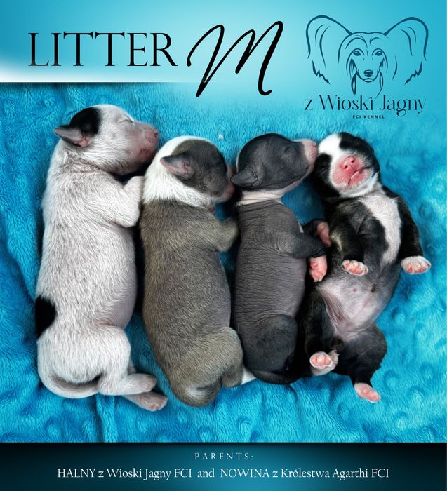 Chiński grzywacz piesek