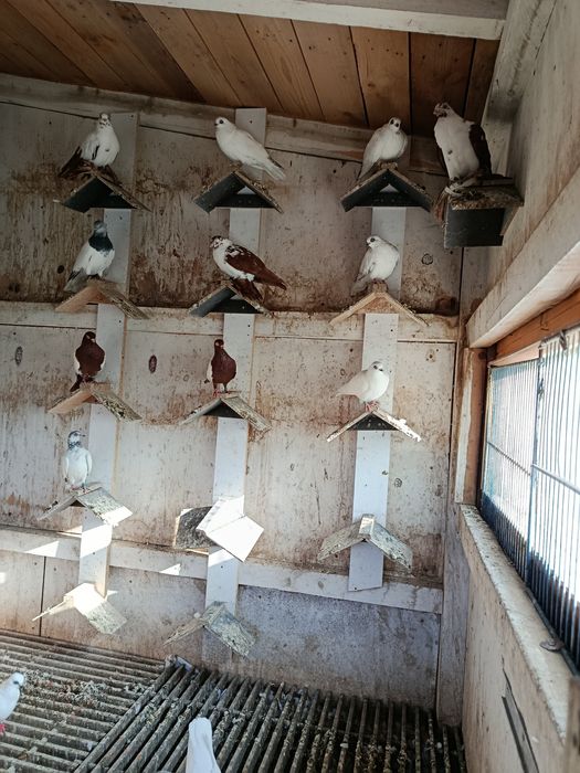 Gołębie ozdobne gołąb