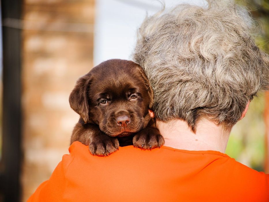 Лабрадор щеня мiсто Чернiвцi