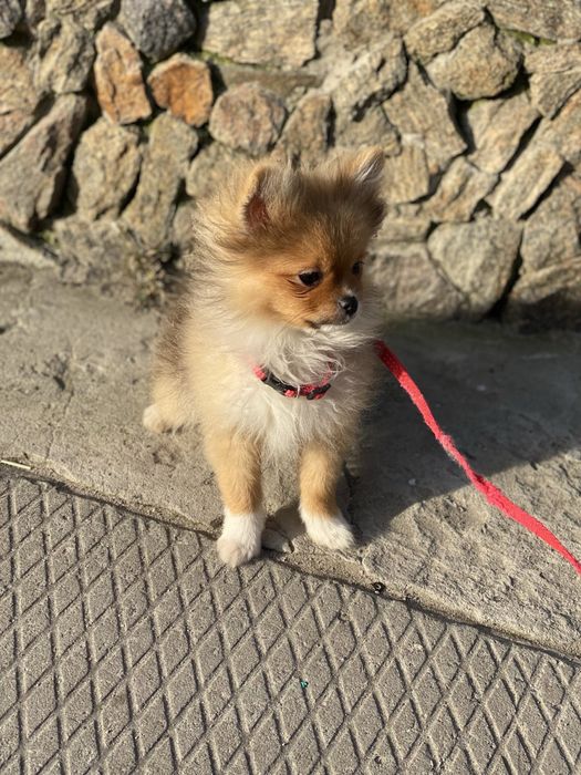 Підрощений хлопчик 5 місяців