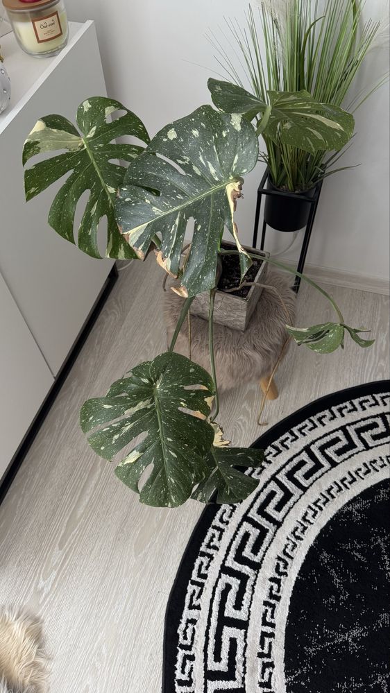 monstera dziurawa plamista