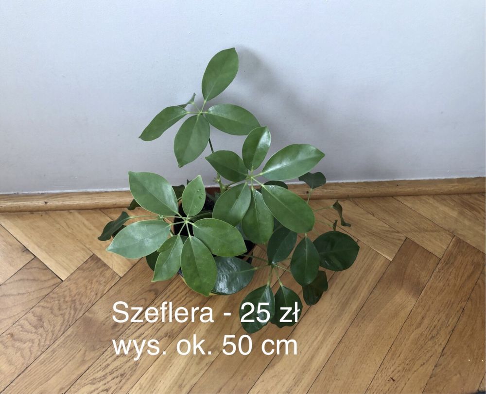 Rośliny doniczkowe: epipremnum, filodendron, sansevieria, zielistka!