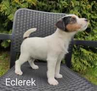 Parson russell terrier piesek