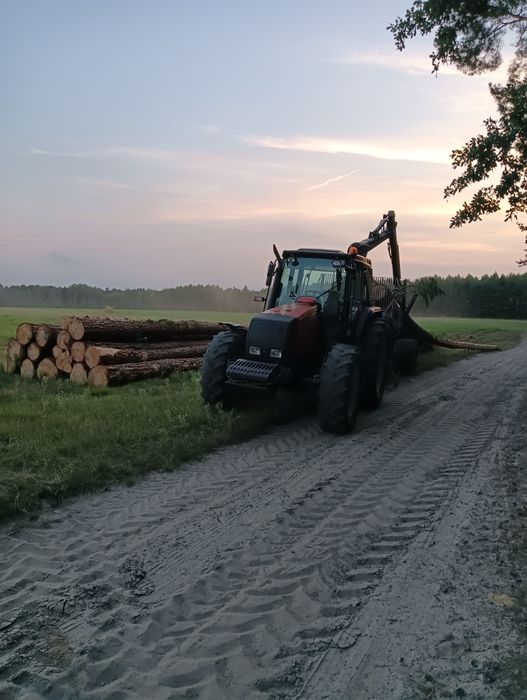Usługi leśne ścinka drzew czyszczenie działek kupno lasu na pniu