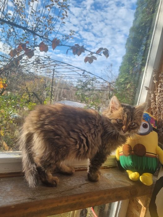 В добрі руки пухнастикіа таббіка, вік приблизно 2,5 місяця