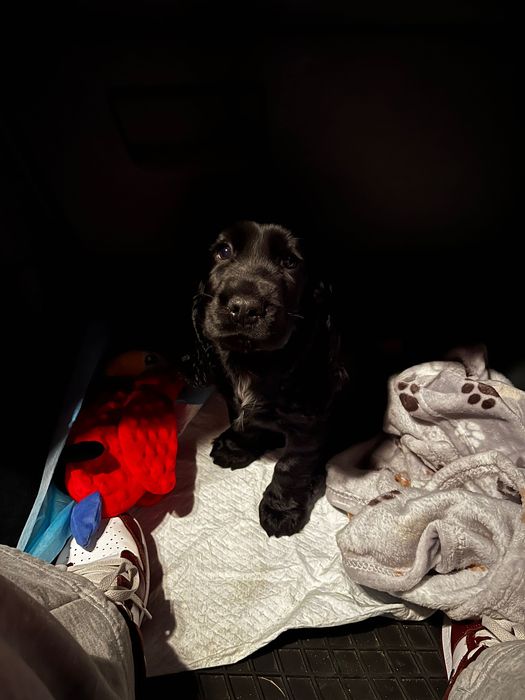 Cocker Spaniel Angielski