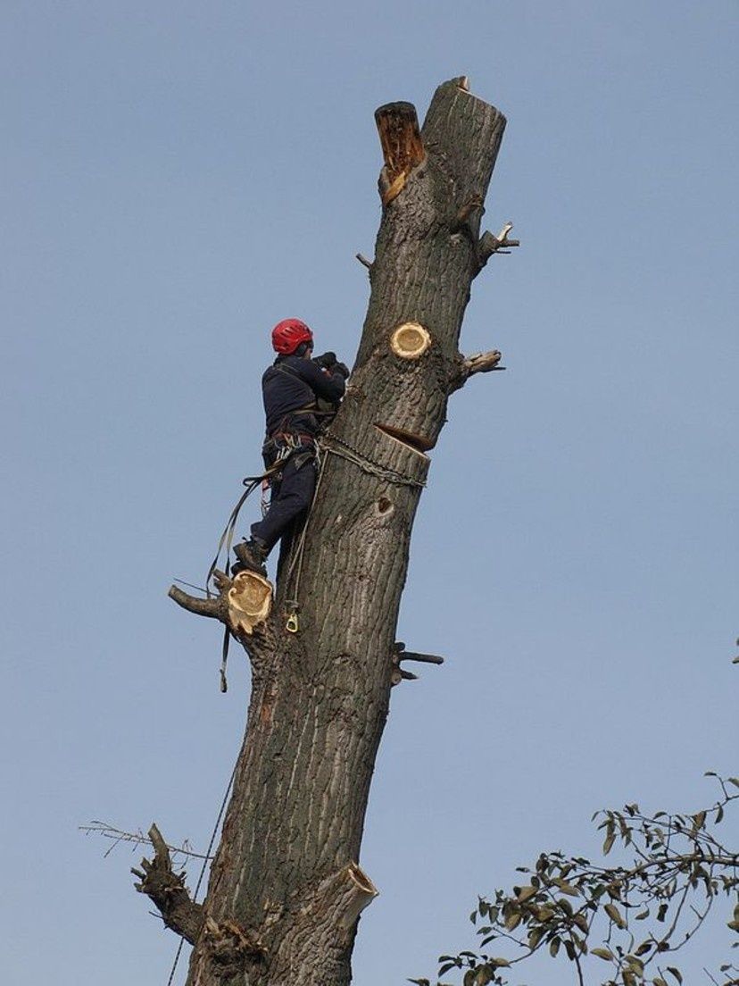 Зрізання та обрізка дерев; розчищення ділянок; порізка та рубання дров
