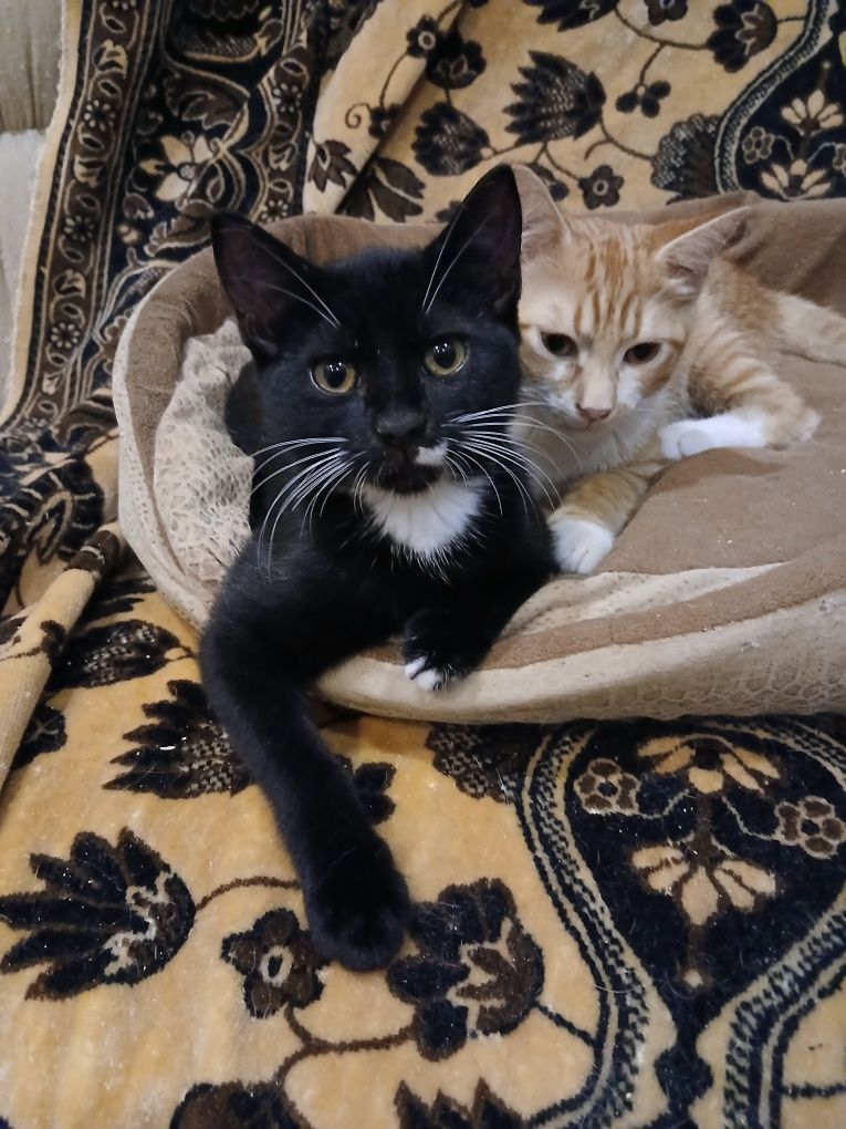 Ищу семью для котенка девочки!