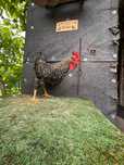 Koguty marans/green Shell