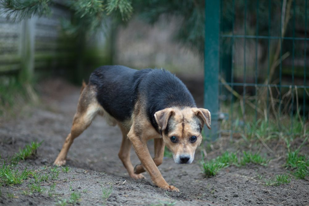 Delikatny piesek Bady szuka domu