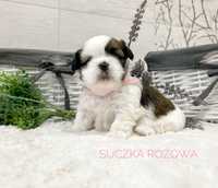 Shih Tzu, prześliczna suczka, tricolor!