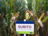 Nasiona kukurydzy Subito  Sudrix Fao 260