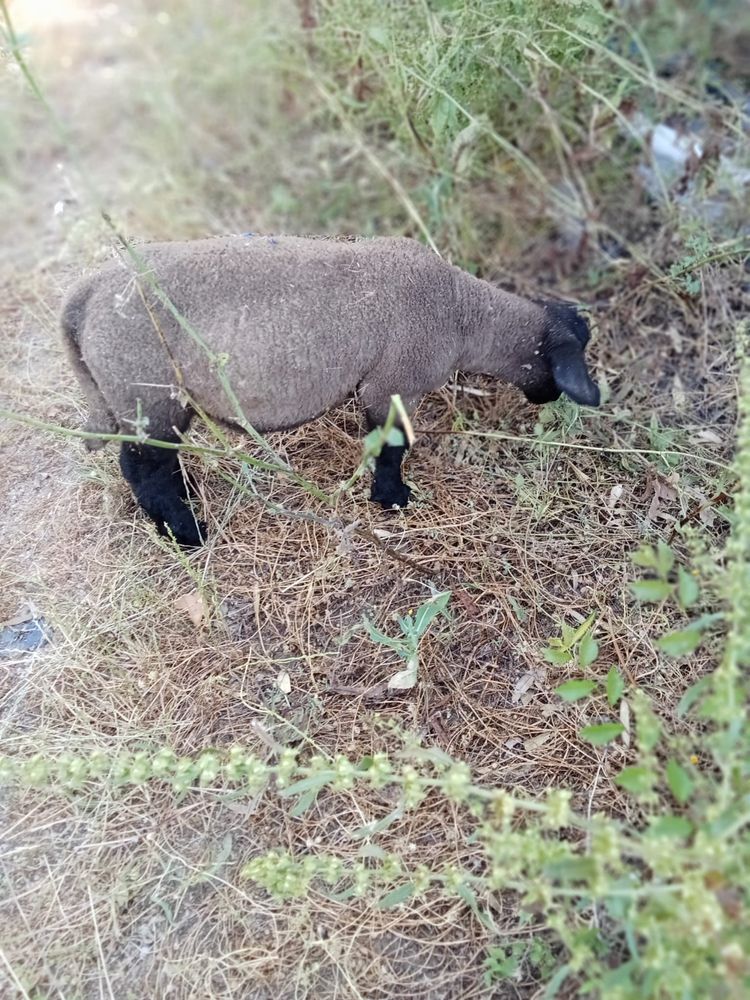Borrega sufoque pura