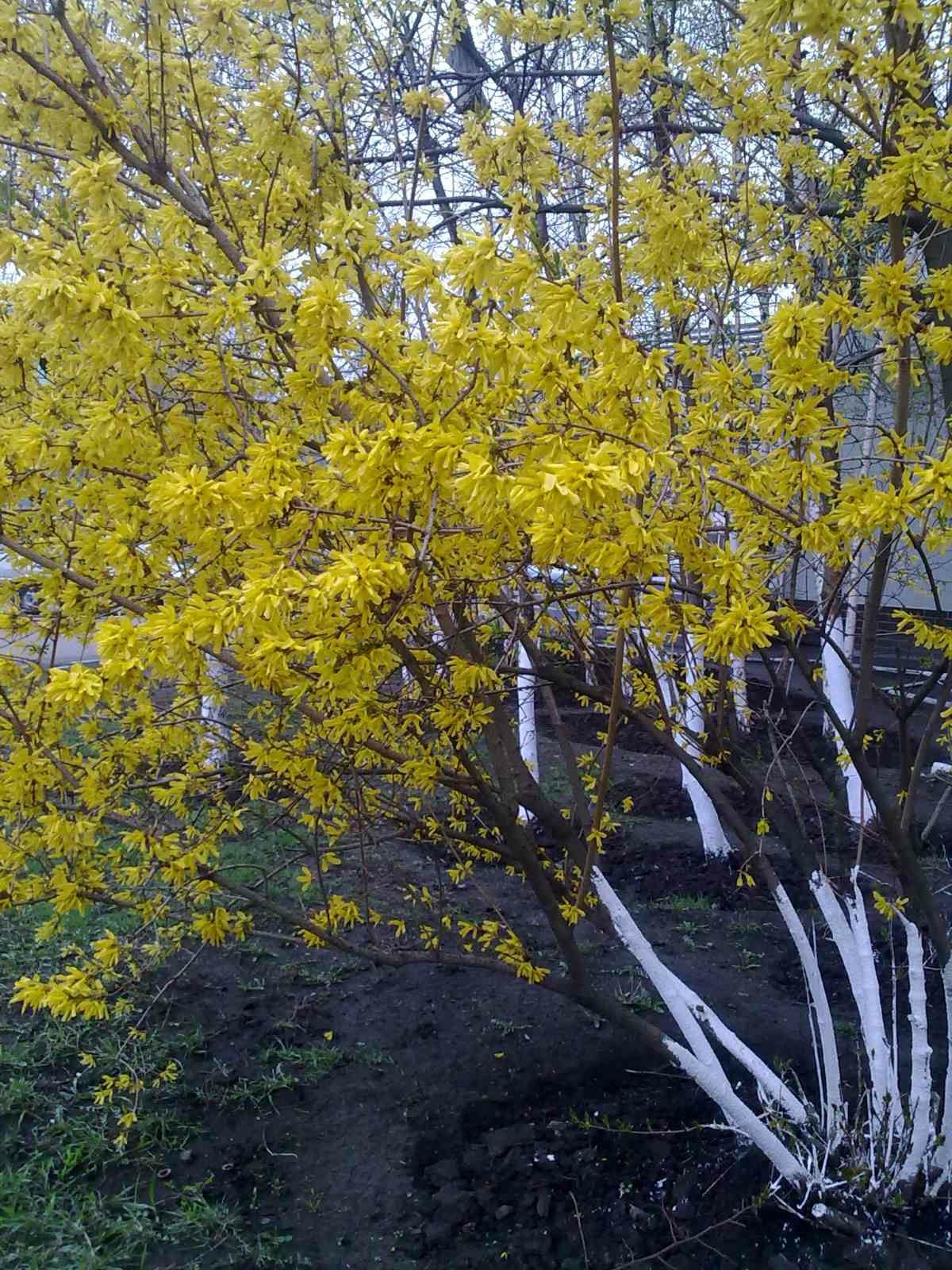 Садовые декоративные растения. Каприфоль.