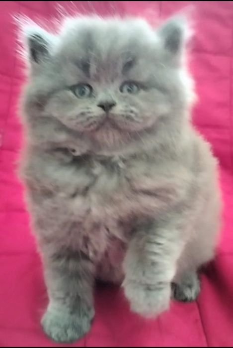 Fêmea British Longhair blue