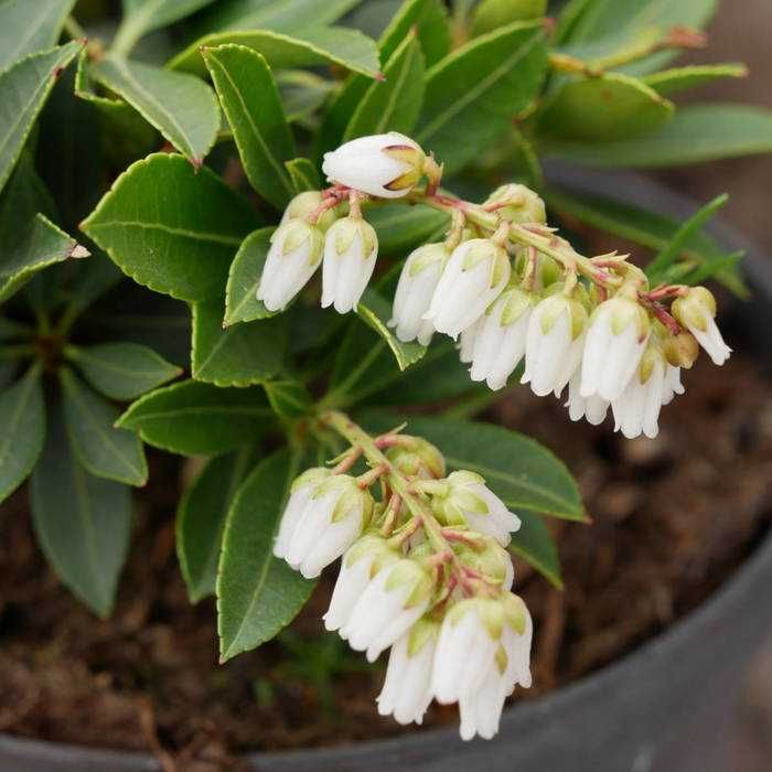 Pieris japoński 'FUGA'