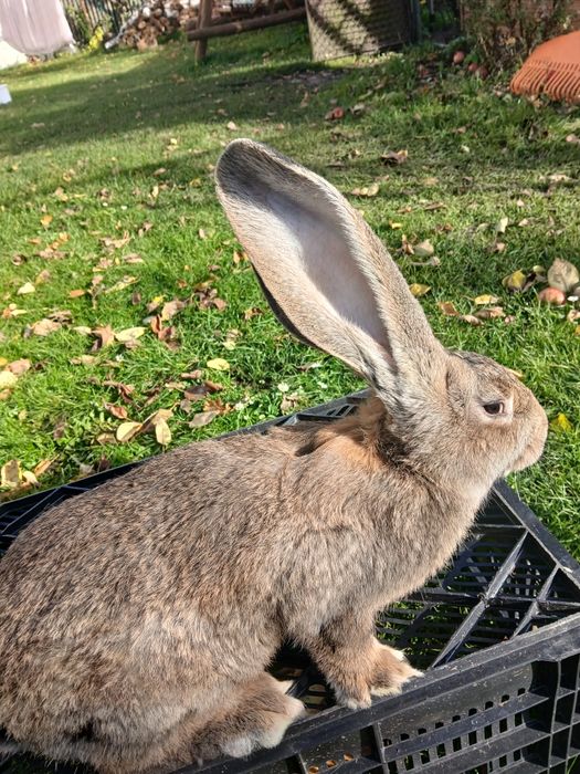 Samica zelazista lipcowa