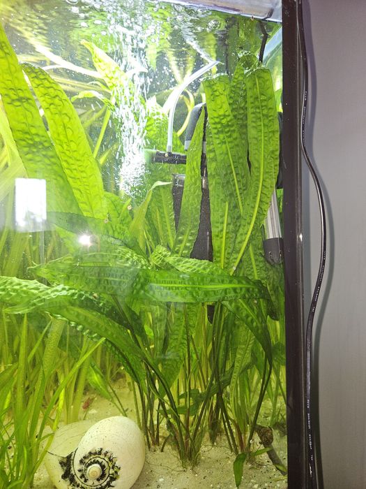 Sprzedam kryptokorynę.