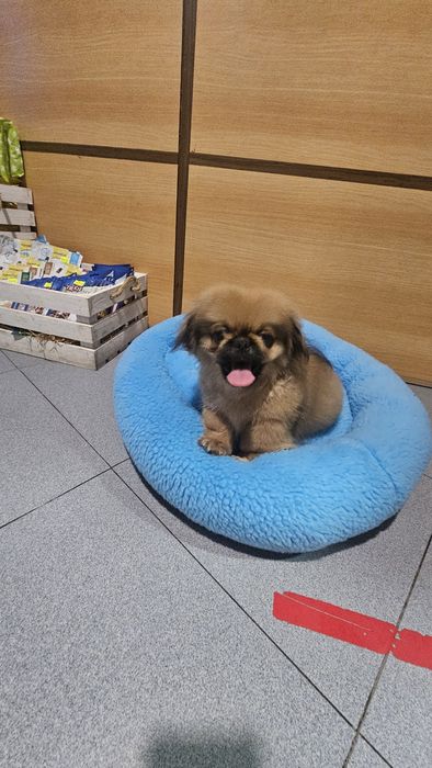 Pequines macho puro