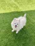 Lulu da Pomerania Pedigree LOP e Afixo