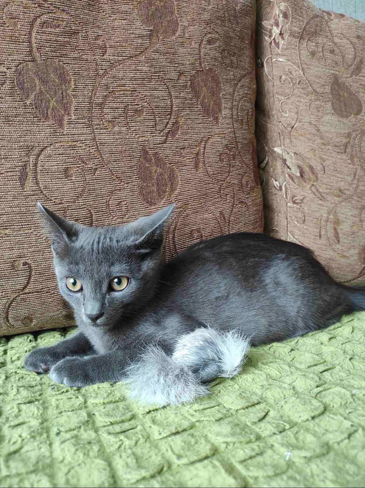 Маленький пепельный котенок мальчик ищет дом! Котята! Отдам в хорошие