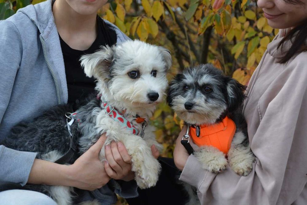 Lena i Milo - dwa malutkie serduszka szukają domu ADOPCJA