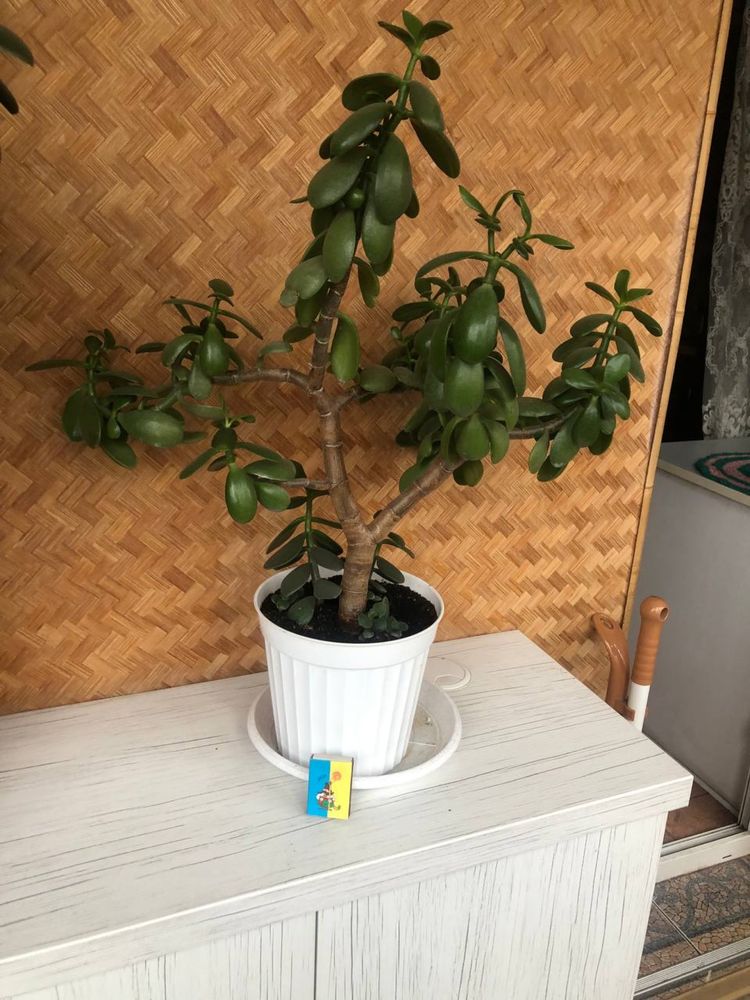 Денежное дерево, толстянка