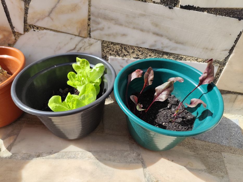 Plantas muito lindas