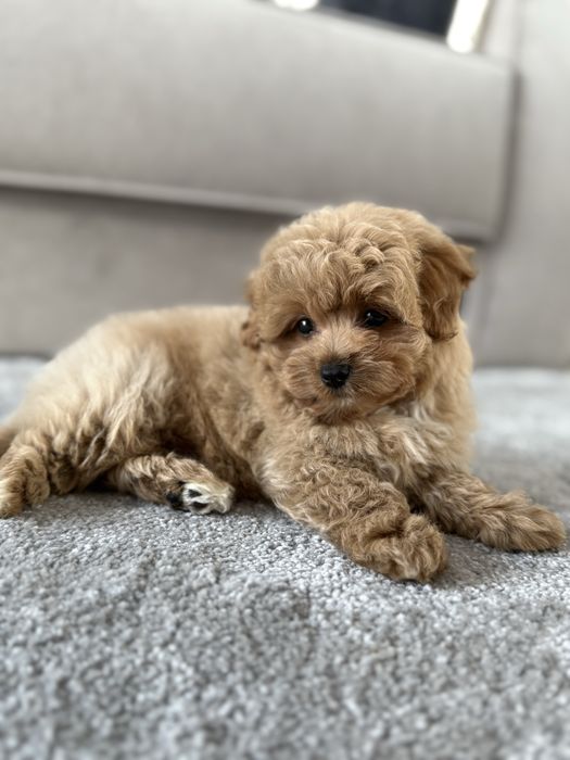 Щенки мини мальтипу ф1 премиум качества