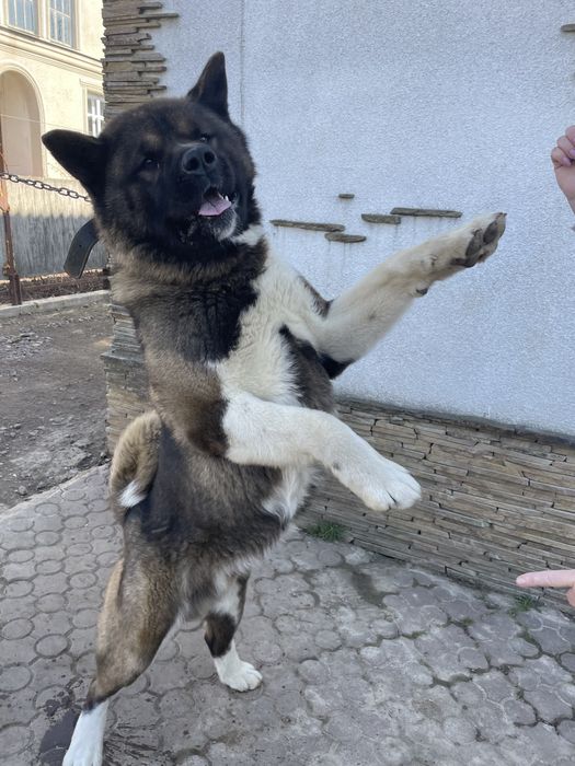 Акіта хлопчик 2.5 роки вязка