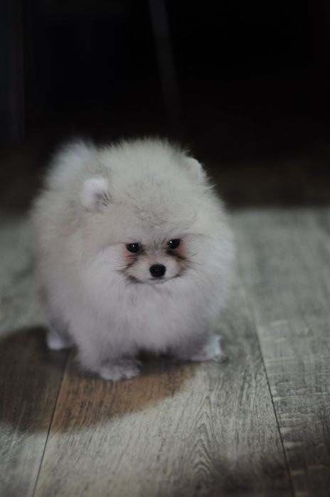 Супер детки, 100% мишки, мини размер