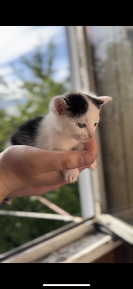 Віддам кошеня дівчинка 1.5 міс