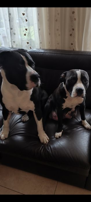 Amstaff szczeniak , samiec