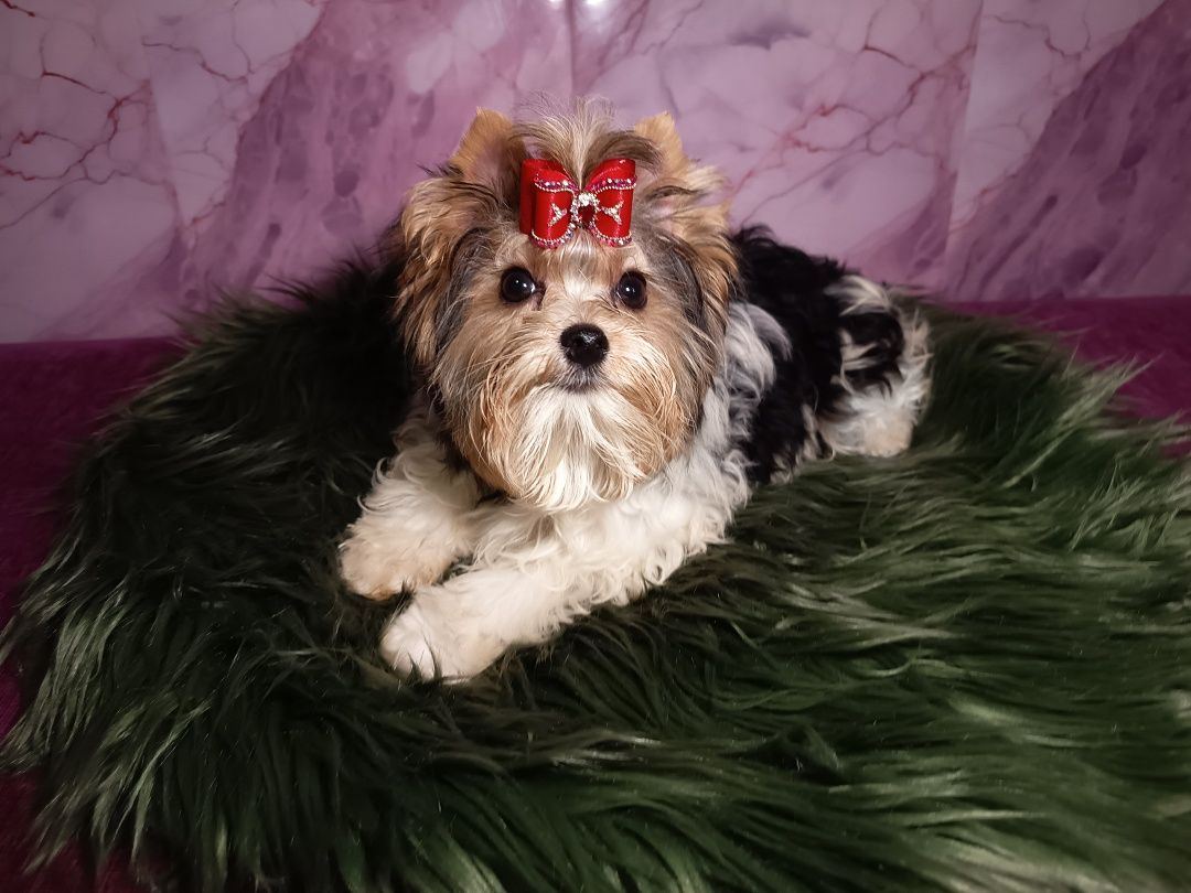Najcudowniejszy Biewer Yorkshire Terrier- maleńki piesek gen Golddust
