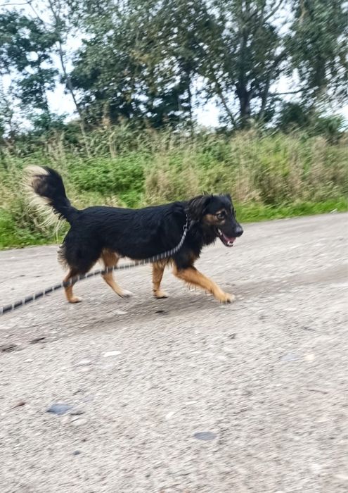 Młody piesek szuka kochającego domu