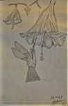DESENHOS/lápisf-1954/1969-O preço é o de cada um dos 7 desenhos.