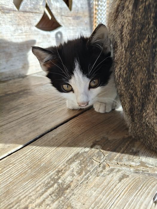 Gatos para adoção responsável