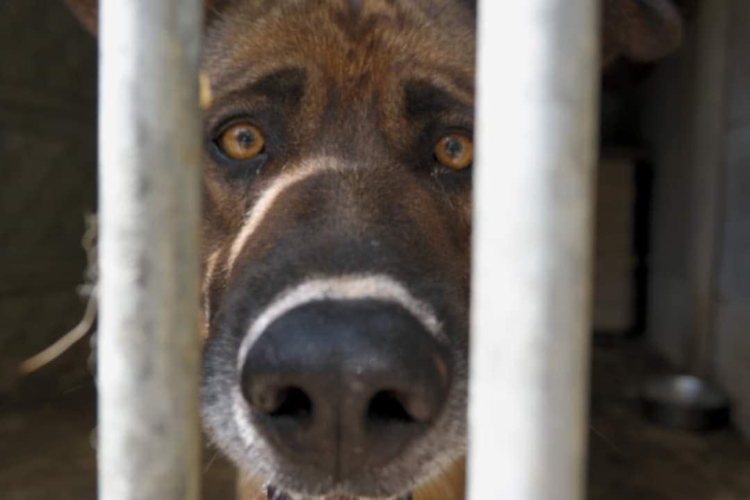 Owczarek Rasti do adopcji